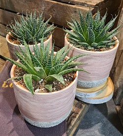 Aloe 'Aristata'