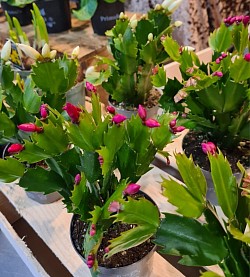 Schlumbergera