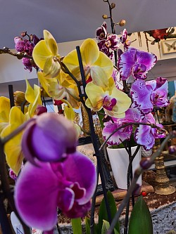 Orchidées (divers coloris)