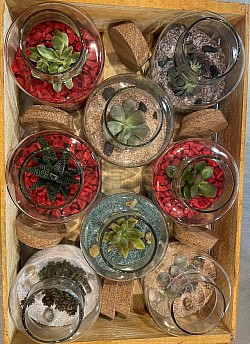 Terrarium