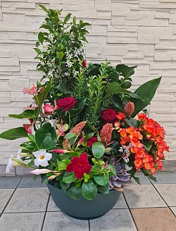 Coupe de plantes 175 €