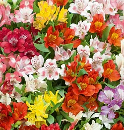 Alstroemeria