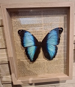 Morpho Deidiama