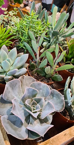 Succulentes