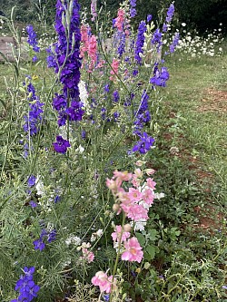 Delphinium