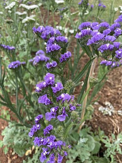 Statice bleu, violet, rose, blanc et jaune