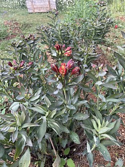 Alstroemeria orange, rouge, rose et fushia